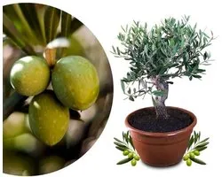 Olijfboombonsai - Echte Olea Europaea met Dikke Stam in 25 cm Kom