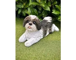 Shih Tzu zwart en wit - hond - dog - 20 cm hoog - polyester - polystone - beeld - tuinbeeld - hoogkwalitatieve kunststof - decoratiefiguur - interieur - accessoire - voor binnen - voor buiten - cadeau - geschenk