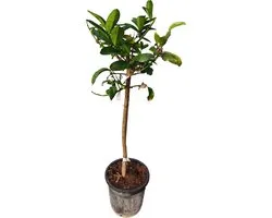 Tropictrees - Hand of Buddha - Citrus Medica - Eetbaar - Citrusboom - Hoogte ca. 150cm