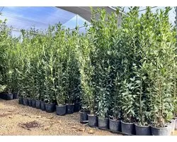 Sunny Tree Laurus Nobilis – Véritable Arbuste de Laurier, À Feuillage Persistant, 160 cm, Rustique, Pot 10L, Plante en Bac Premium pour Jardin & Terrasse, Aromatique