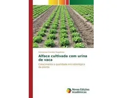 Alface cultivada com urina de vaca