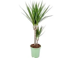 Bloomique - Dracaena Marginata - Drakenbloedboom - Kamerplanten - Luchtzuiverend - Zeer Gemakkelijk Te Verzorgen - Hoogte 60-80 cm - Pot 17 cm