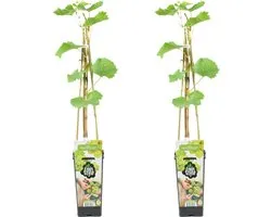 Bloomique - 2x Vitis Vinifera 'Vroege van der Laan' - Plant de raisin - Raisins blancs - Plantes fruitières - Plantes de jardin - Résistant à l'hiver - ⌀14 cm - Hauteur 60-70cm
