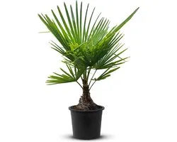 Tropictrees - Palmboom - Trachycarpus Fortunei - Plant - Winterhard - Pot ⌀ 20cm - Hoogte ca. 70cm