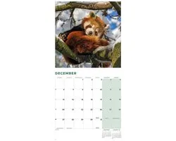 Rode Panda Kalender 2027