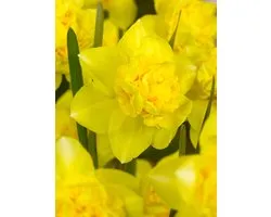 15x Jonquilles ' Dick Wilde' - Bulbes de fleurs BULBi® avec garantie de floraison