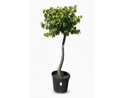Sunny Tree – Vitis Vinifera 'Monastrell' Druivenboom – 200 cm de haut – rustique – Gros raisins de table rouges – balcon, terrasse et jardin