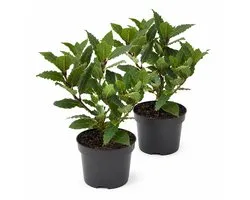 Eetbare Laurier Plant – Laurus Nobilis – 2 Stuks – Keukenlaurier – Winterhard – Groenblijvend – Kruidenplant voor Tuin en Balkon