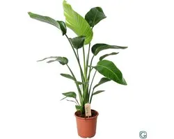 Strelitzia Nicolai Bird of Paradise - Hoogte 90cm - Pot 21cm