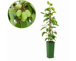 Actinidia arguta Issai - Sweet Kiwi - Hauteur 60cm (pot compris 20cm) - Rustique