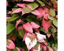 Actinidia Kolomikta - Actinidier panaché 50-60 cm pot