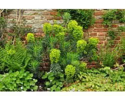12x Euphorbia characias 'Wulfenii' - WOLFSMELK - pot 9 x 9 cm