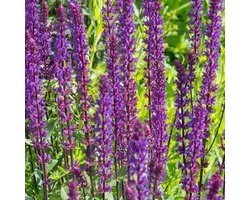 6x Salvia nemorosa 'Caradonna' - Sauge - Pot 9x9 cm