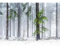 IXXI Panoramic Snow Forest, Jan Becke - 140 x 100 cm - Gratis ophangtool - Grote wanddecoratie en posters - Fotografie, Landschappen