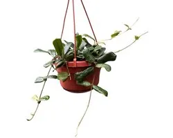 Hoya Rotundiflora Kamerplant Potmaat Ø14 cm |Vers Van De Kweker