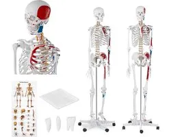 anatomisch skelet - levensgroot - physa
