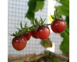 BIO tomaten zaden - Cherrytomaat Blue Berries