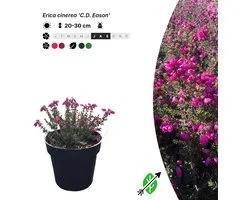 Singleplants - 20x Erica cinerea 'C.D. Eason' - Pot P9,5 - bodembedekker - winterhard tot -15°C