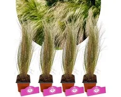 Set van 4 Vedergras - Stipa tenuissima 'Ponytails' - Hoogte 30cm - 9cm pot