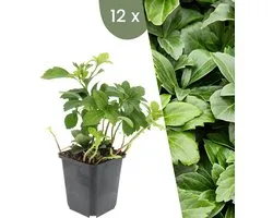 Plants by Frank | 12 Dikkemanskruid planten | Pachysandra terminalis | Winterharde bodembedekker planten | tuinplanten | Winterharde vaste planten meerjarig | Winterharde tuinplanten