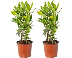Bloomique - Set van 2 - Laurus Nobilis - Echte Laurier - Tuinplanten - Winterhard - Hoogte 40-50 cm - Pot 15 cm