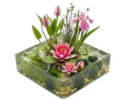 vdvelde.com - Pack complet de bassin - XS - Rose - Pour 25 - 100 L - Ensemble complet de mini bassin - Placement : -10 à -20 cm