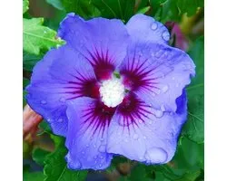 Hibiscus Syriacus 'Oiseau Bleu' - Altheastruik 40-60 cm pot