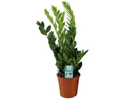 Zamioculcas Zamiifolia - ca. 65 cm hoog Ø17cm - kamerplant - halfschaduw