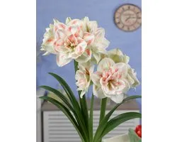 1x Hippeastrum 'Nymph' - BULBi® Bulbes de fleurs avec garantie de floraison
