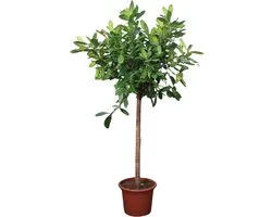 Ficus Cyathistipula boom - 250 cm - ø50