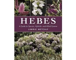 Hebes