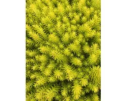 6 x Sedum reflexum 'Angelina' - Tripmadam - pot 9 x 9 cm