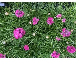 12x Armeria maritima 'Splendens' - Engels gras in pot 9x9 cm