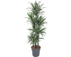 Dracaena Warneckei Carrousel - 180 cm - ø34