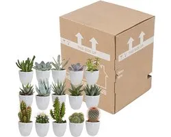 Megamix 15 pièces - Cactus et succulentes 5,5 cm en pot blanc