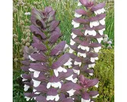 6 x Acanthus Spinosus - Bereklauw pot 9x9 cm