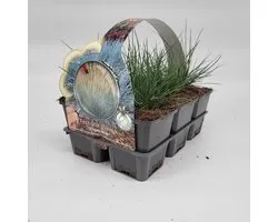 2x6 stuks (12 planten) in 6-Pack concept - Festuca glauca 'Elijah Blue' - Bodembedekker - Vaste plant - Tuinplant - Winterhard - Groenblijvend - Groen - Grassen - Gras - Schapegras