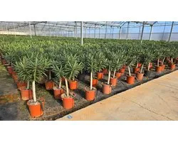 Sunny Tree - Plant - Oleander op stam - Nerium Oleander - 100-120 cm - Kleur Roze - Buitenplant