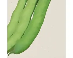 5 sets - Fève Witkiem Graines Vicia Faba Biologique Annuelle