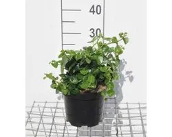 Hedera hibernica 'Arbori Compact' - Struikklimop, Atlantische Klimop, Dwergklimop 20 - 25 cm in pot