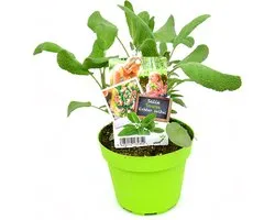 Salie - Salvia Officinalis - 2 kruidenplanten - meerjarig