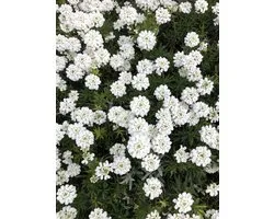 6 x Iberis Sempervirens - Scheefkelk pot 9x9cm