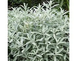 6 x Artemisia ludoviciana 'Silver Queen' - Bijvoet pot 9x9 cm