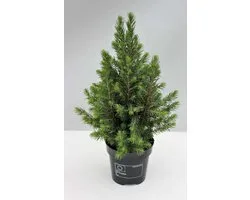 Picea glauca Conica - Set van 2 - Canadese spar - Pot 3 liter - Wintergroen
