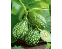 2 sets - Muismeloen Zaden Melothria Scabra Eenjarig Cucamelon