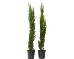 Plant in a Box - Cupressus sempervirens - Set van 2 Toscaanse Cipres - Zuilvormige conifeer - Pot 19cm - Hoogte 70-80cm