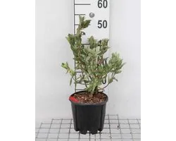 Cistus x pulverulentus - Rotsroos 20 - 25 cm in pot