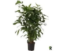 Caryota mitis 130 cm – Kamerplant – Vers Van De Kweker – Potmaat Ø24 cm