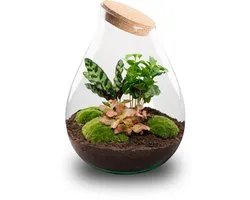 Terrarium DIY Kit - DIY Terrarium Online | Florazo