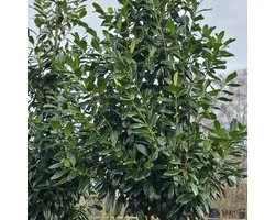 Prunus laur. 'Novita' 80-100cm - Lauriers magnifiques de haute qualité